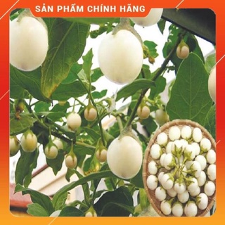 Hạt giống cà pháo trắng Việt Nam gói 2gram
