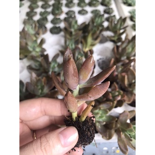 sen đá Đá Đỏ size vĩ - sen đá Đà Lạt giá rẻ