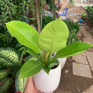 Cây Trầu bà đế vương vàng mini để bàn