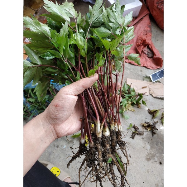 Cây giống đương quy