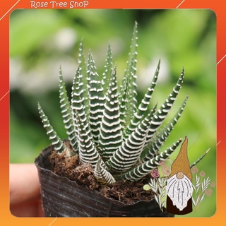 Sen đá Móng rồng đứng cây giống sen đá cỡ sen vỉ và cỡ sen bầu cây