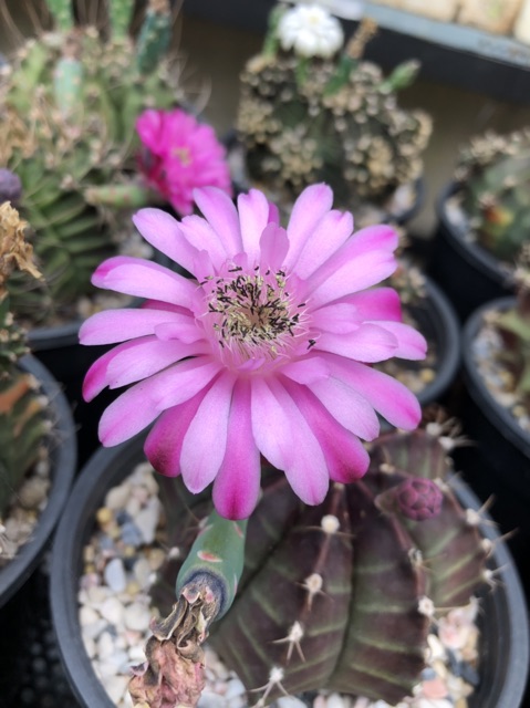 Gymno