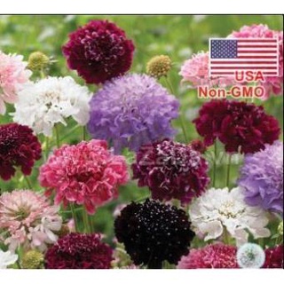 50h hạt giống hoa cúc nhung, cúc vương miệng sultan