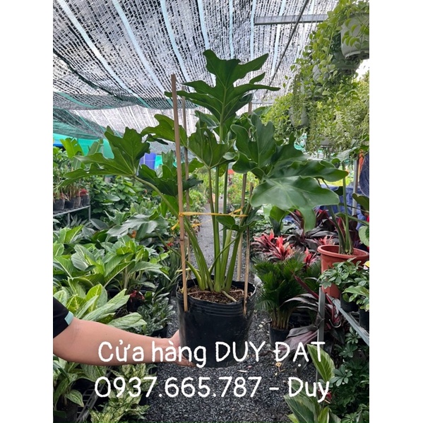 Cây trầu bà thanh xuân - cây to khoẻ - HÌNH THẬT được quay và chụp tại cửa hàng
