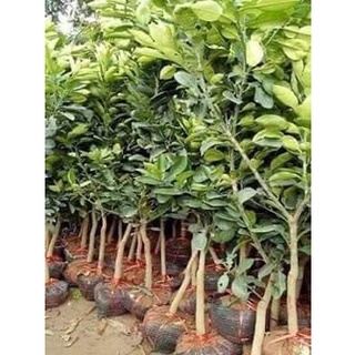Cây giống bưởi da xanh chuẩn-free ship từ 50k
