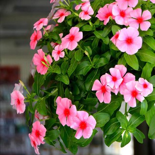 HẠT GIỐNG HOA DỪA CẠN RỦ