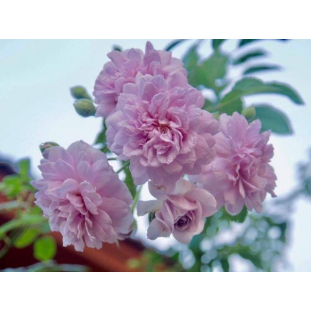 Hồng leo Rainy Blue