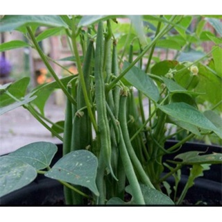 3 cây đậu cove bụi lùn