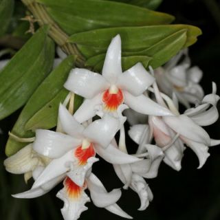 1 bui Lan nhất điểm hoàng