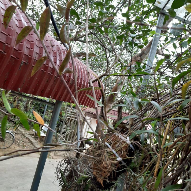 Hoa phong lan hoàng thảo hương vani