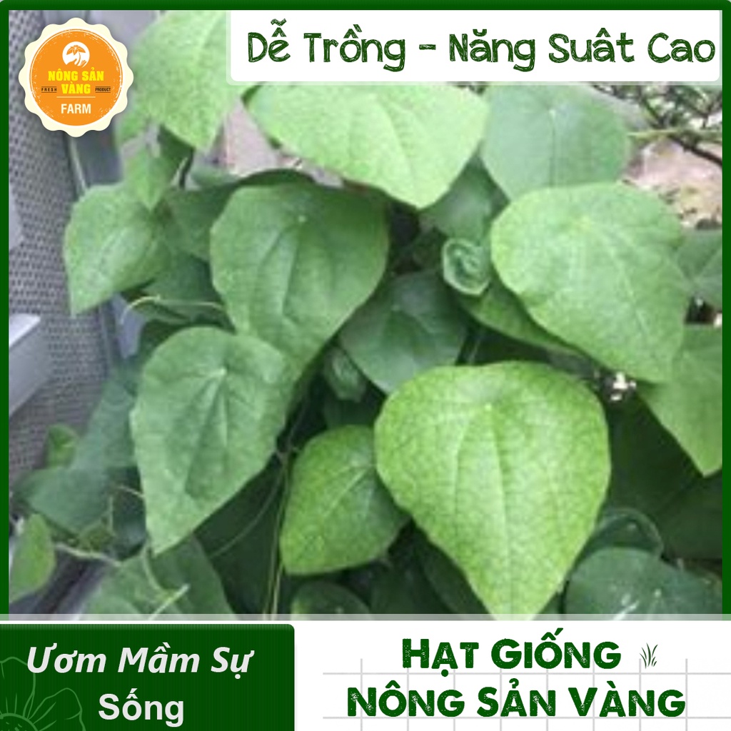 Hạt giống Lá Sương Sâm Lông Rừng ( Gói 30 Hạt ) - Nông Sản Vàng