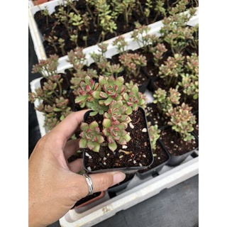 Sen đá mặt trời mới🌹🌹