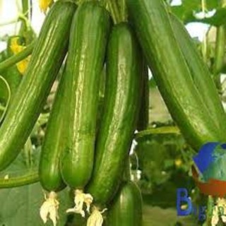 hạt giống dưa chuột chùm baby 30 hạt