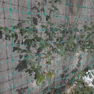 Lưới giàn leo rông 3 mét dài 3, 4, 5 mét. Mắt 15x15cm