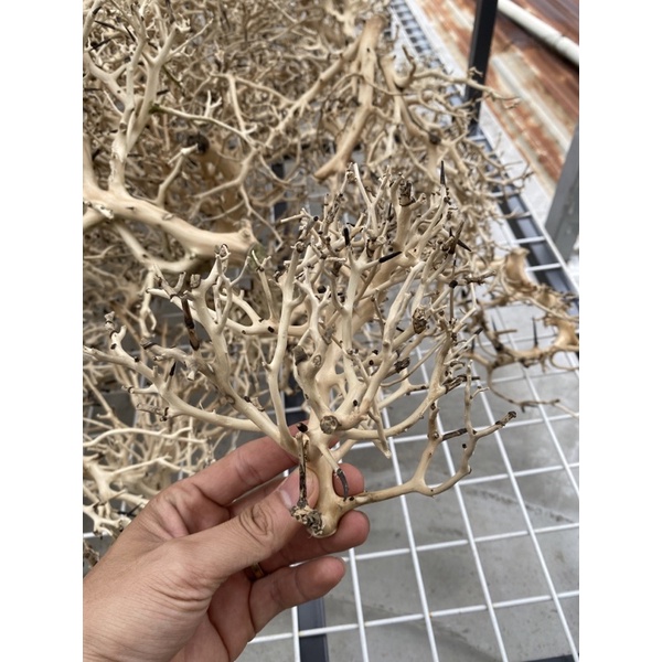 Lũa nhánh xương chùm cho bể thuỷ sinh 100gram