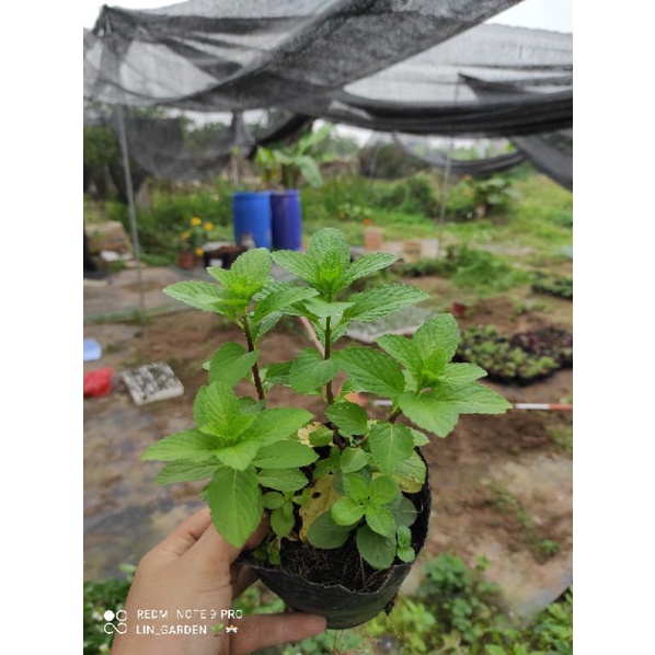 Chậu Bạc hà nhật - japanmint