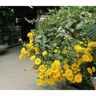 Hạt giống hoa cúc rủ vàng LUCKY SEEDS