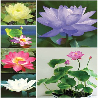 5 Hạt giống sen nhật mini nhiều màu