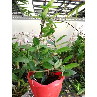 Cẩm cù chậu đại