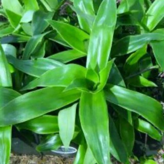 Cây lược vàng.2 cây lớn