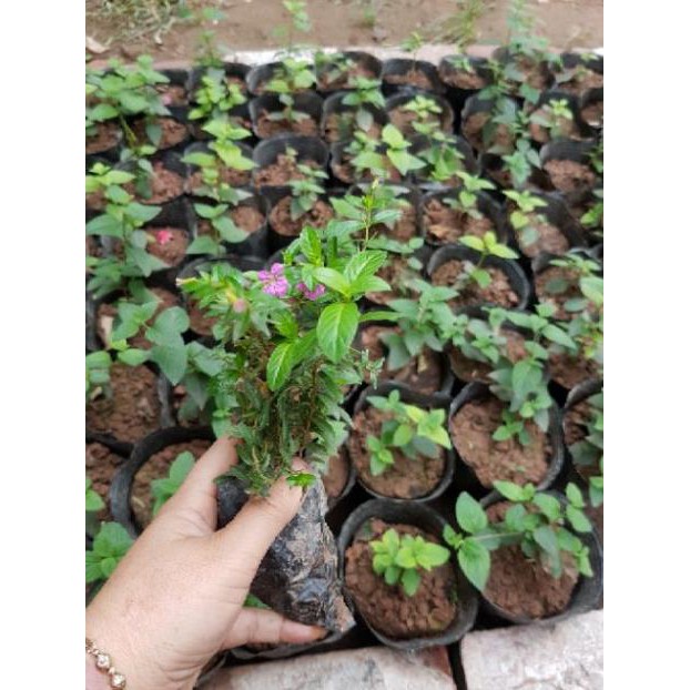 Combo 4 bầu cây giống hoa cẩm tú mai nở quanh năm - Đơn hàng thanh toán trước tặng 2 viên nén kích mầm