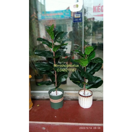 cây bàng singapo giả cảnh 65-90 cm