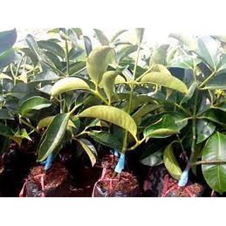 Cây giống măng cụt giống ghép .