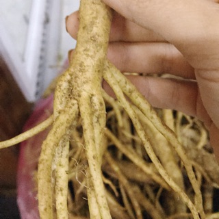 🍁☘️SÂM DÂY NGỌC LINH xô 5ky🌿🍁