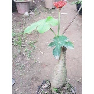 Cây ngô đồng (Sen Lục Bình)