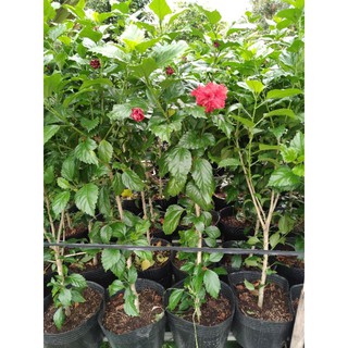 cây bụp thái đỏ hoa kép