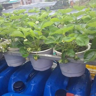 Hạt giống dâu tây chịu nhiệt 100 hạt - tặng kèm 1 gói thuốc kích thích hạt nảy mầm - DC