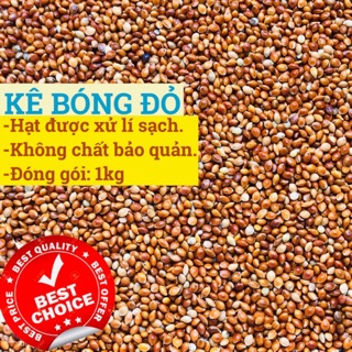 1KG | HẠT KÊ BÓNG ĐỎ (KÊ ĐỎ HẠT TO).