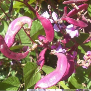 [SIÊU RẺ]Hạt giống đậu hà lan đỏ tím ngon hơn dinh dưỡng hơn đẹp hơn ( gói 10 hạt)