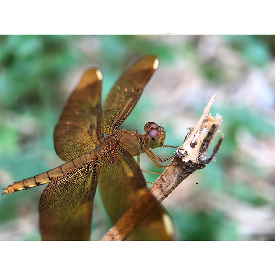 ULANZI 75MM MACRO LENS - Lens Dành Cho Điện Thoại - Hàng Chính Hãng