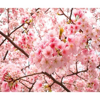 BẦU CÂY GIỐNG HOA ANH ĐÀO NHẬT BẢN