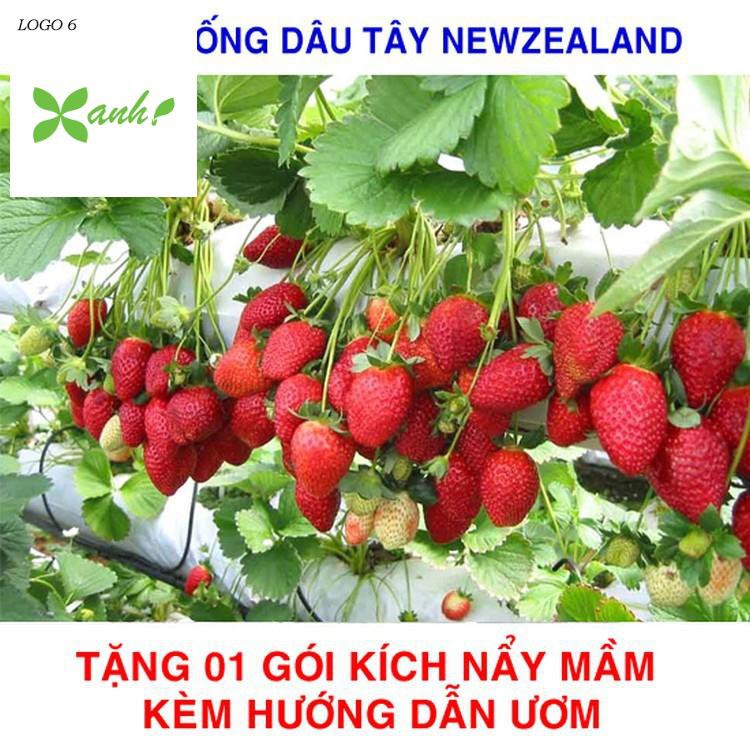 100 Hạt giống Dâu Tây Newzealand Quả To, Chịu Nhiệt (tặng gói kích nẩy mầm và hướng dẫn)