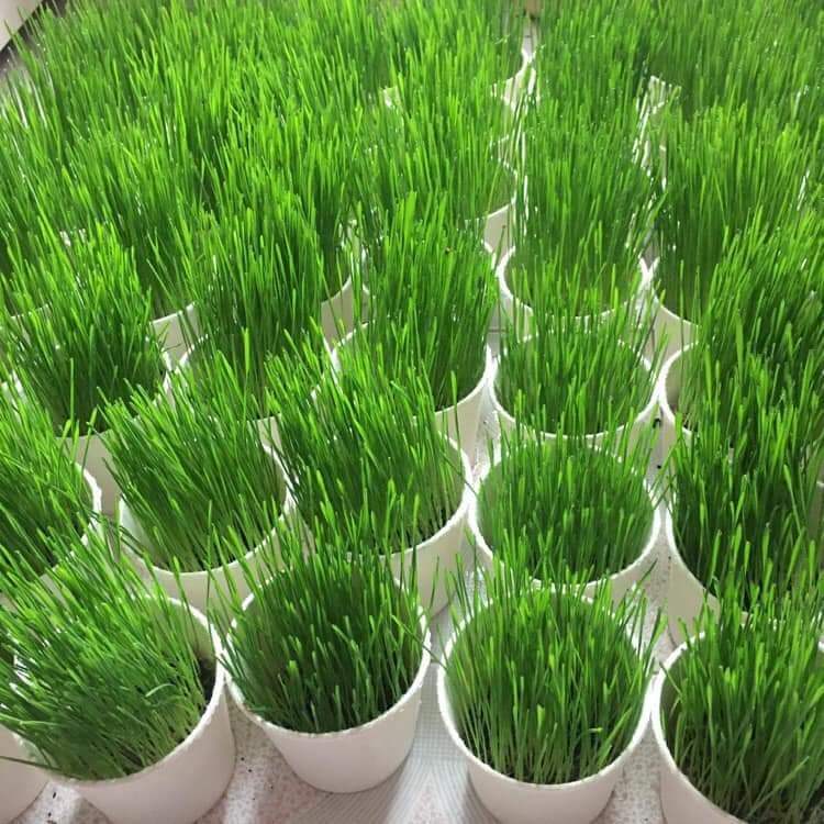Bộ Kit Trồng Cỏ Mèo Thông Minh