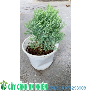 Câu Tùng Bồng Lai