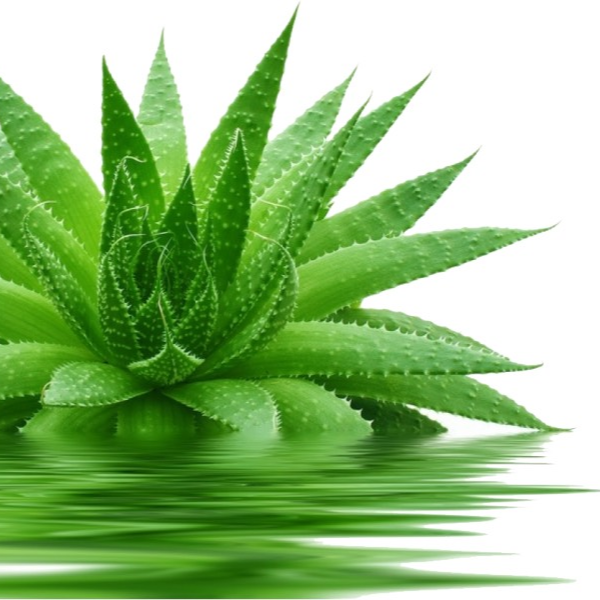 Thuy-Ylang