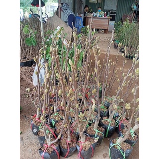 Cây hoa mộc Lan - Siêu Nụ