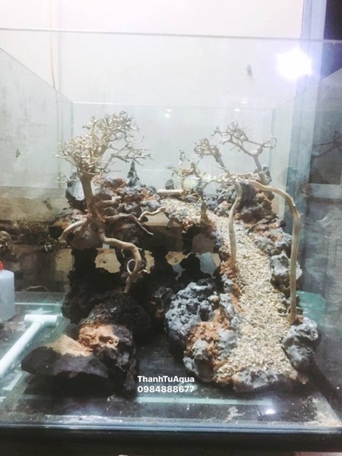 ☘️Bố cục đá chơi bể cá thủy sinh☘️