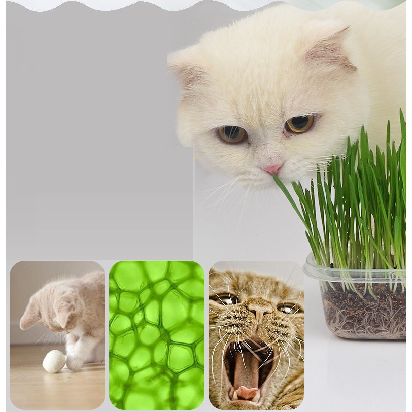 Doremiu- Hộp 4 gói cỏ mèo - Combo hạt giống cỏ trồng cho mèo gặm