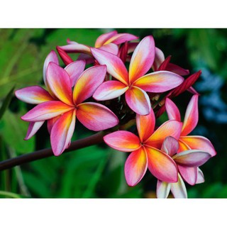 CÂY HOA ĐẠI ĐỎ (HOA SỨ , HOA SỨ CÙI ) SIÊU ĐẸP-BẦU CÂY GIỐNG -