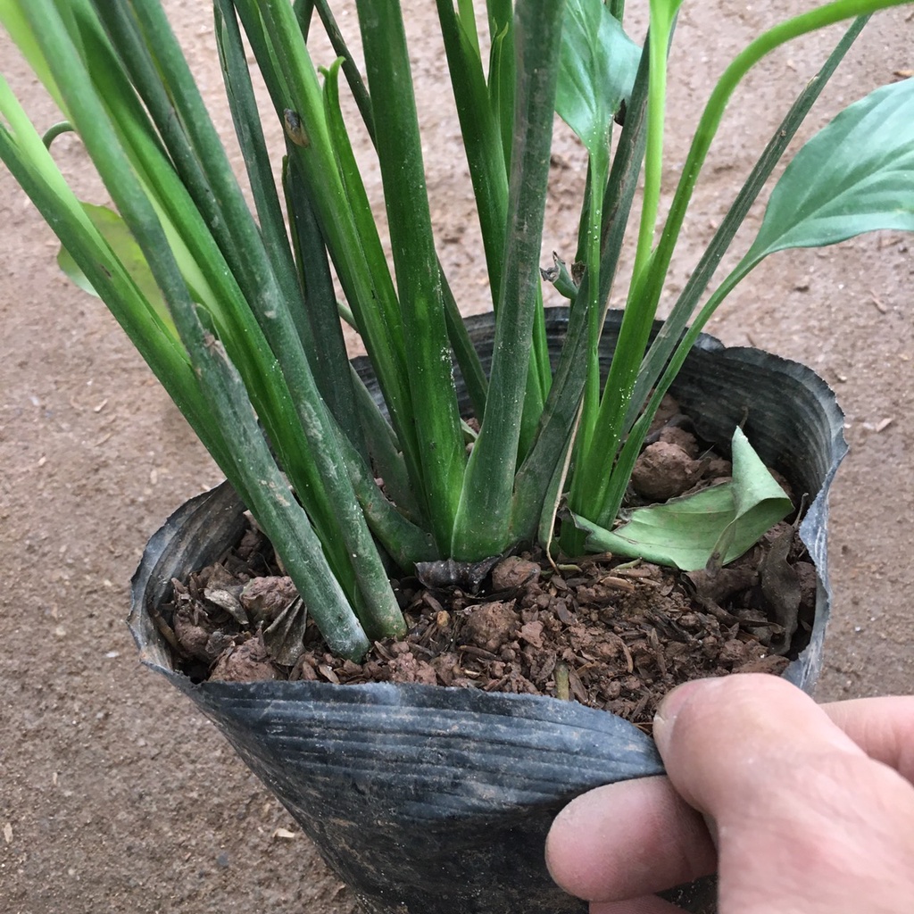 Cây lan ý trồng sẵn bầu đất ổn định,bụi xum thích hợp trồng cảnh quan,sân vườn