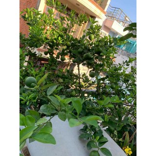 Cây 🌲 Chanh tứ quý ... đang trái...
