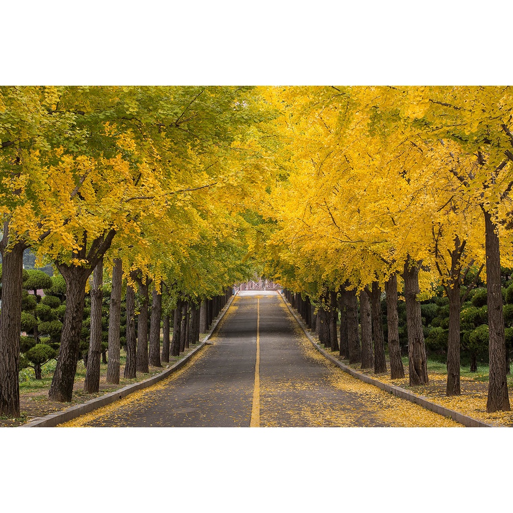 Tranh dán tường Trang Trí Cửa Hàng cao cấp đường phố Hàn Quốc - Korea chống nước, không phai