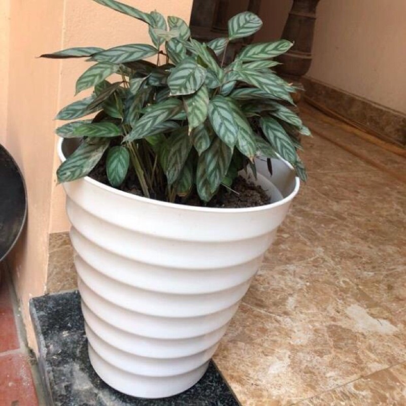 combo 11 chậu vòn tròn to (37x32)