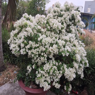 Hoa giấy trắng tuyết thái - chậu cây đang hoa, size cây to