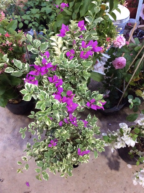 Cây hoa giấy Mỹ