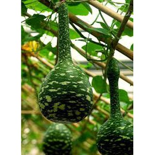Hạt giống bầu thiên nga